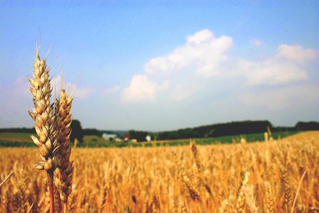 pole s vysázenou pšenicí