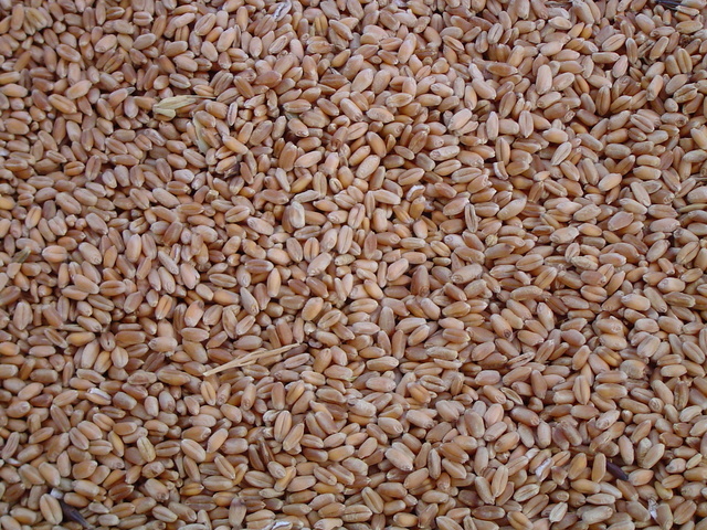 pšeničná zrna